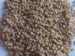 կարմիր ձավար